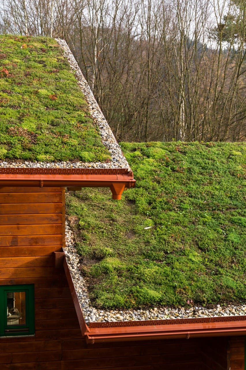 Roof with moss growing on it, a green roof